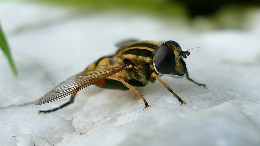insect, hover wasp, close, macro, nature, animal themes, animal wildlife HD wallpaper