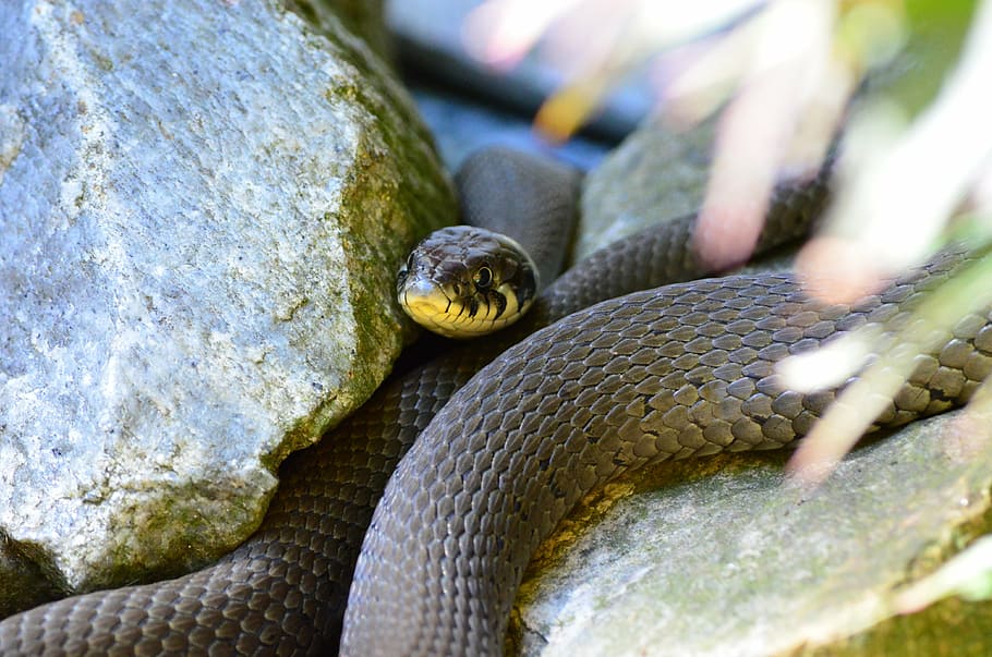 closeup photo of black mamba snake, grass snake, reptile, natter, HD wallpaper