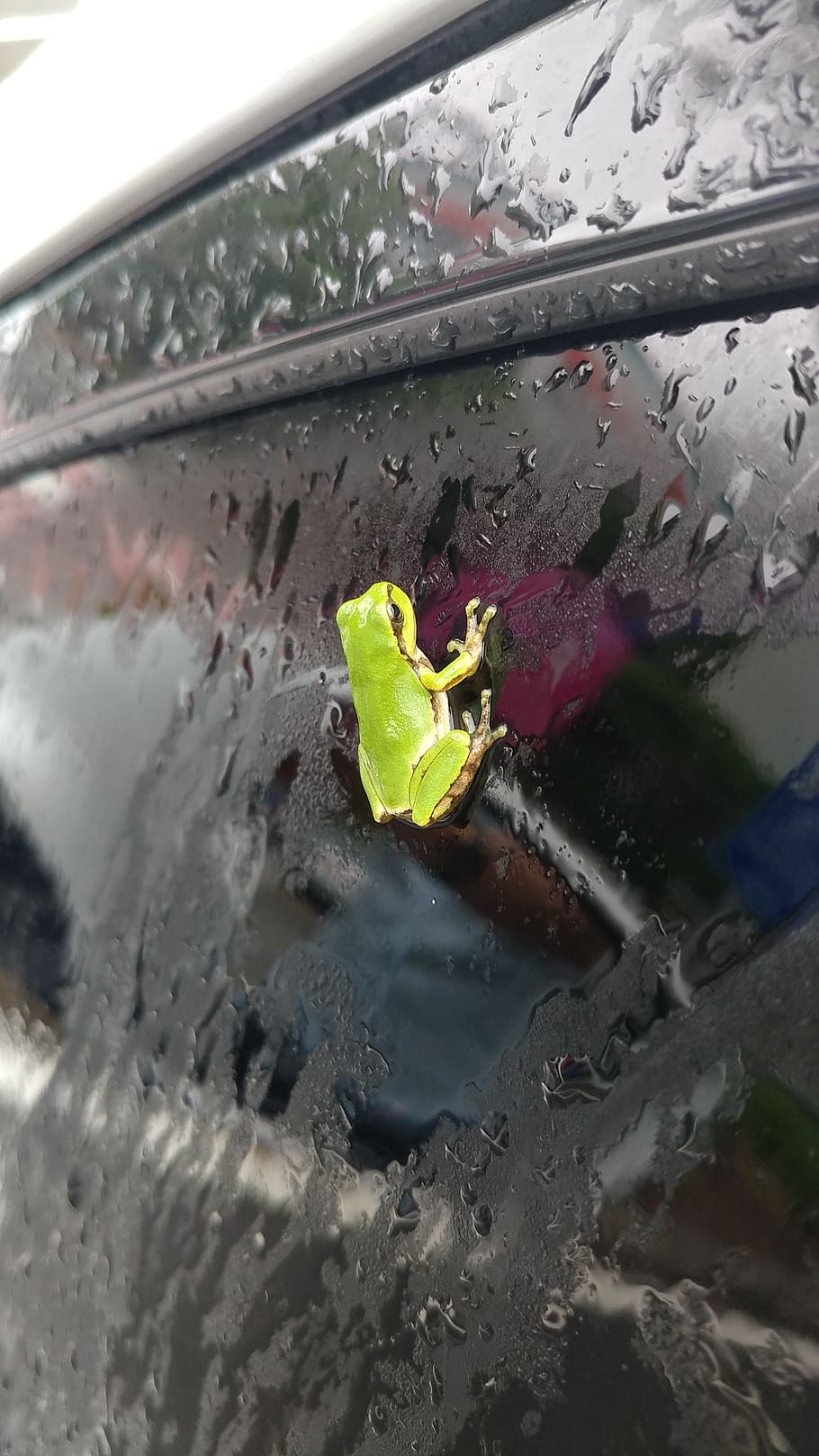 wet, frog, siting, water, glass - material, car, nature, close-up HD wallpaper