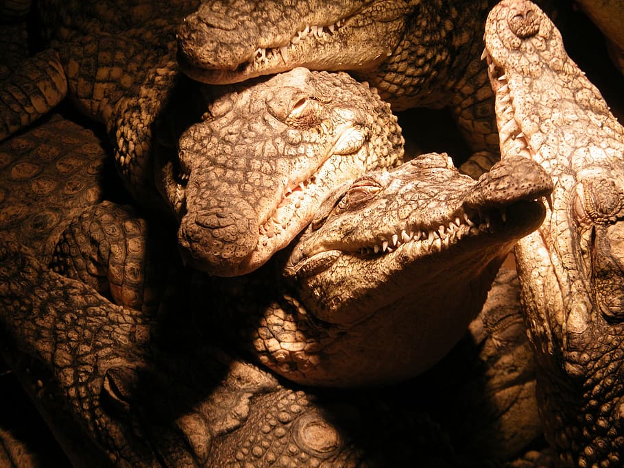 crocodiles, dinosaur, group, close-up, no people, indoors, reptile HD wallpaper