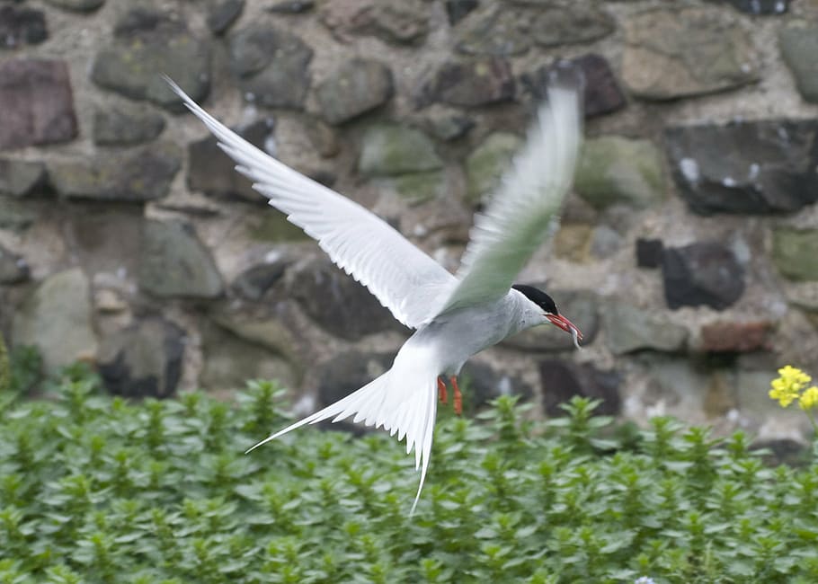 bird, flapping, wings, flying, worm, animal, farne islands HD wallpaper