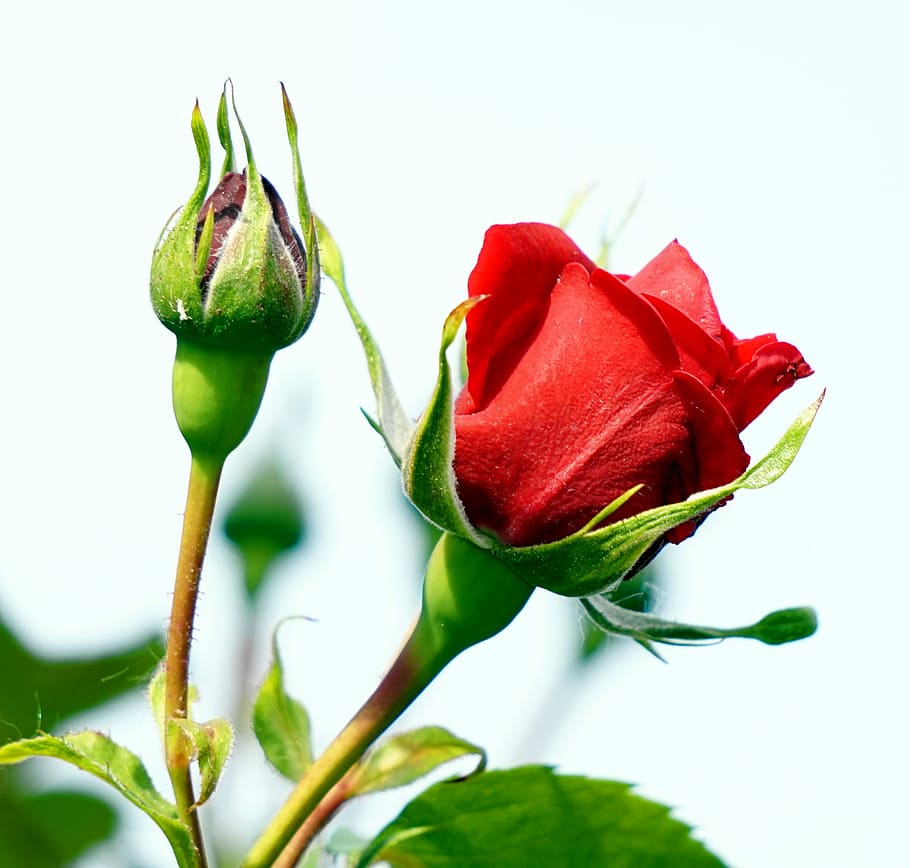 rose, blossom, bloom, red, flower, flowering plant, beauty in nature HD wallpaper