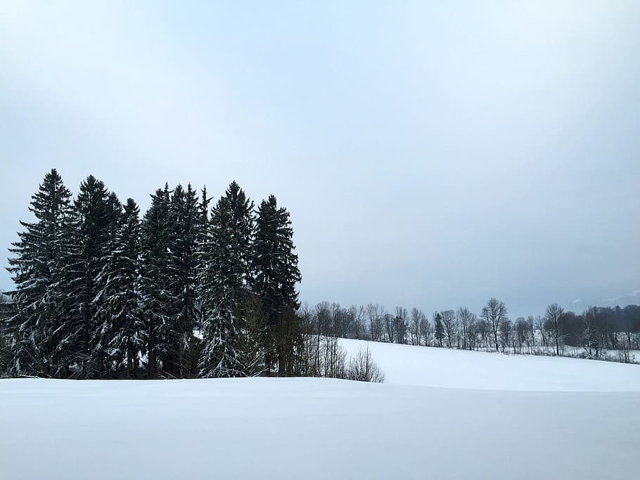 Winter, Snow, Wintry, Dream, winter dream, winter forest, cold temperature HD wallpaper