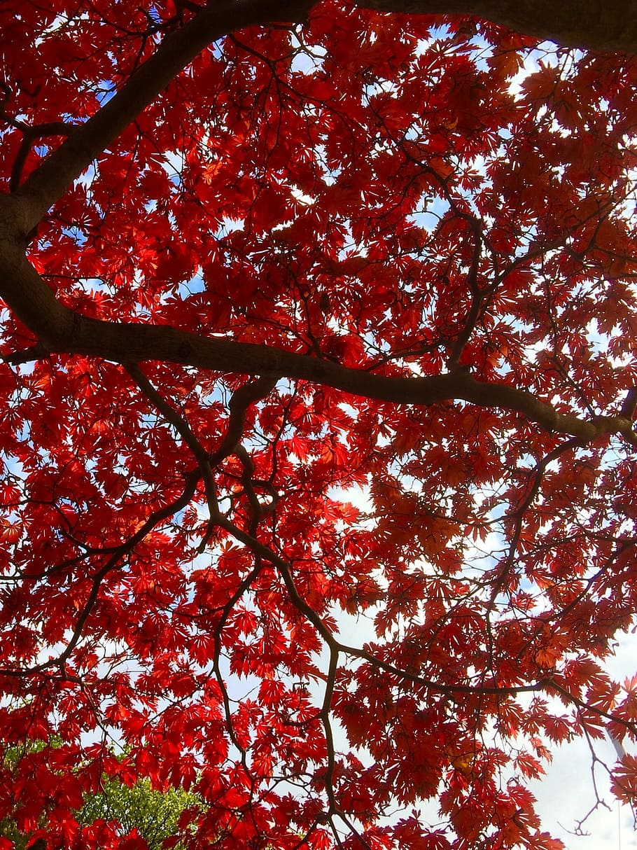leaves, autumn, tree, nature, leaf, season, red, forest, branch HD wallpaper