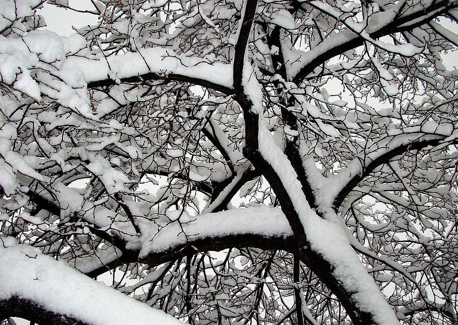 winter, snow, tree, branch, sky, light, plant, no people, cold temperature HD wallpaper