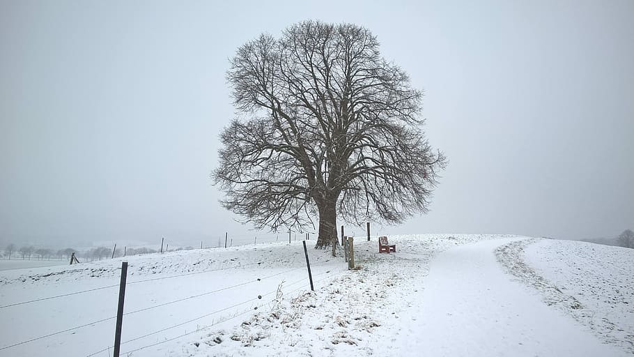 Winter, Snow, Tree, Cold, Live, cold temperature, weather, bare tree HD wallpaper