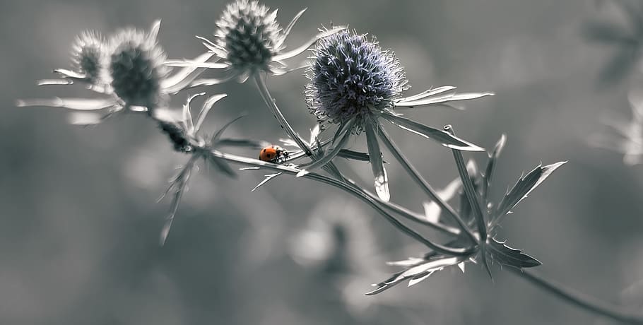 ladybug, insects, wild life, plant, flower, beauty in nature HD wallpaper