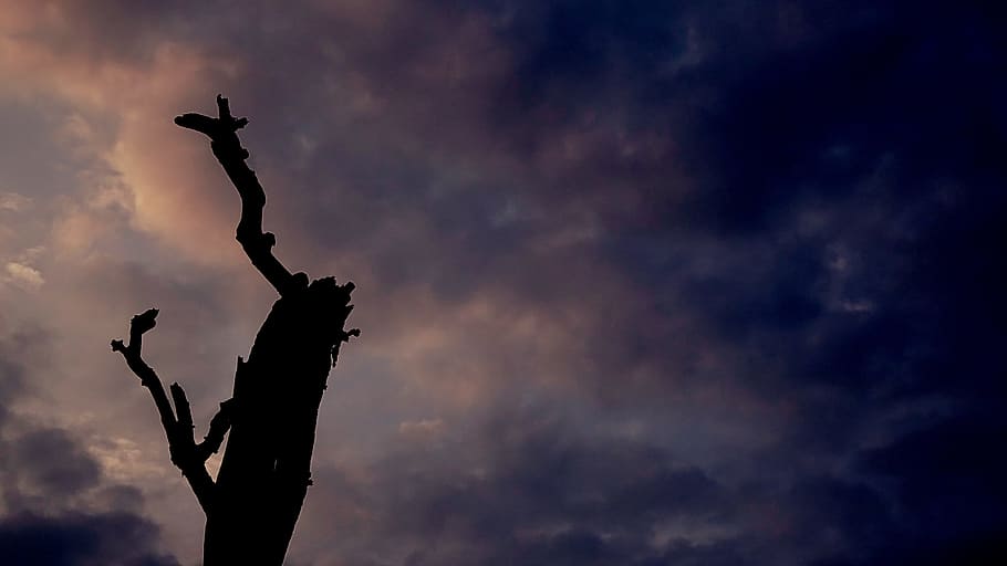 Silhouette Of Tree, backlit, clouds, cloudy, dawn, dusk, nature HD wallpaper