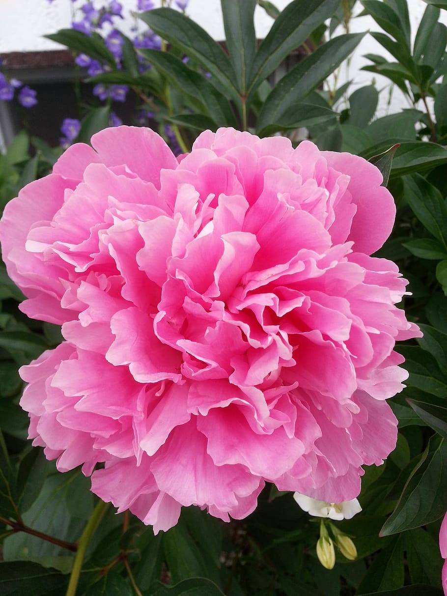 peony, pink, garden, flowering plant, pink color, freshness HD wallpaper