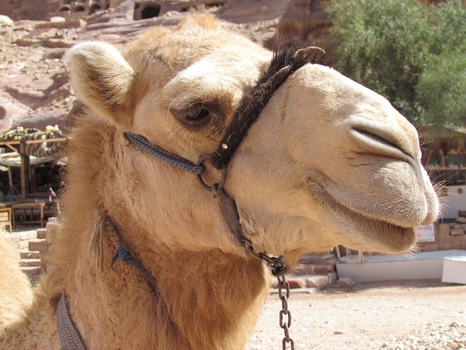 camel, desert, wadi, petra, jordan, animal themes, mammal, domestic animals HD wallpaper