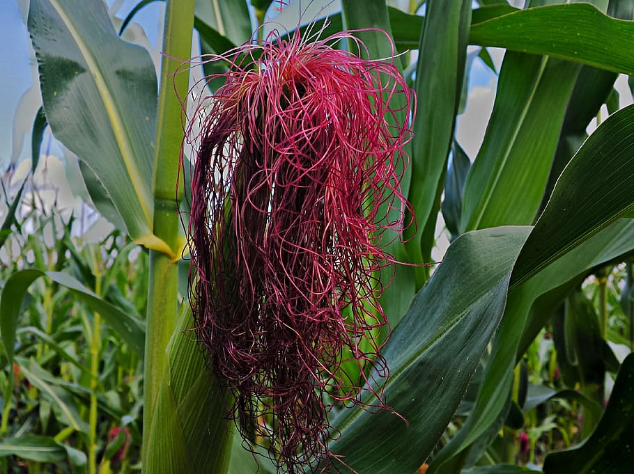 corn, corn on the cob, fodder maize, cornfield, corn plants HD wallpaper