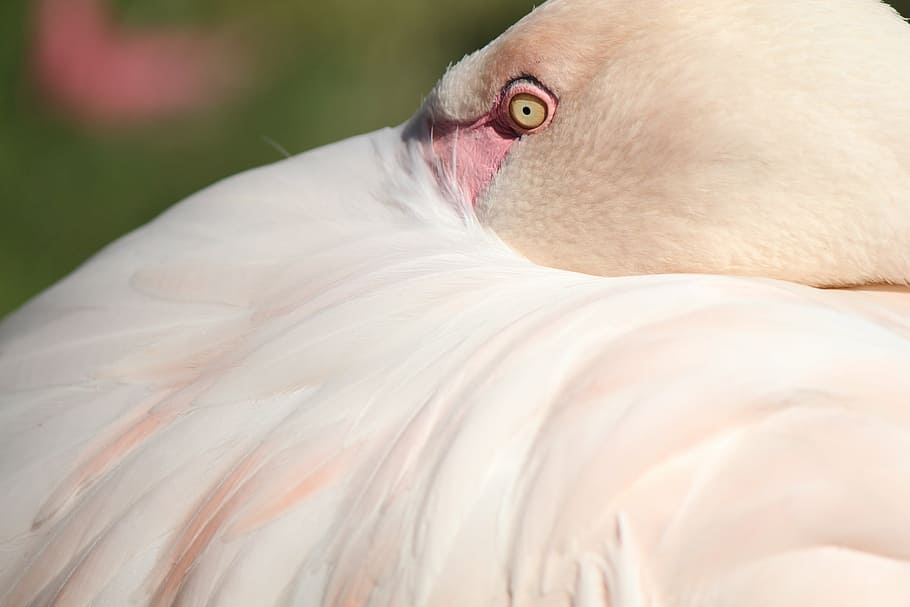 flamingo, feather, pink, bird, pink flamingo, one animal, vertebrate HD wallpaper