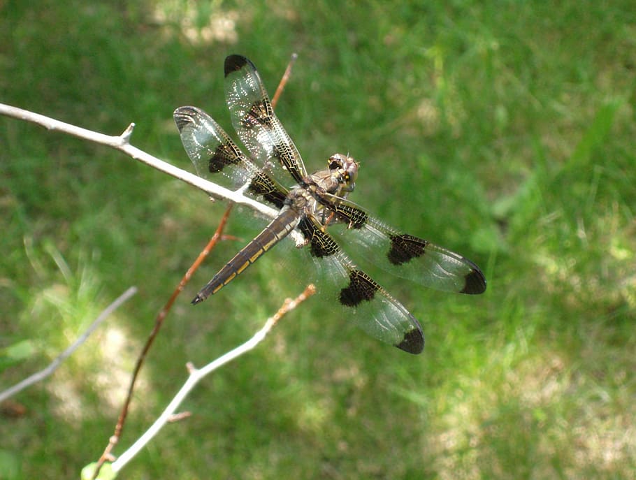 dragonfly, nature, spring, summer, insect, sun, twig, branch HD wallpaper