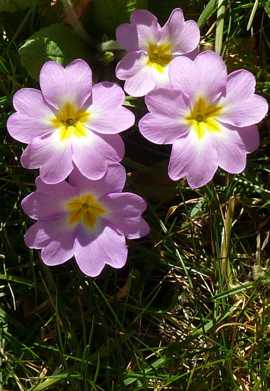 Primrose, Flower, Plant, Primula, primroses, spring, primrose varieties HD wallpaper