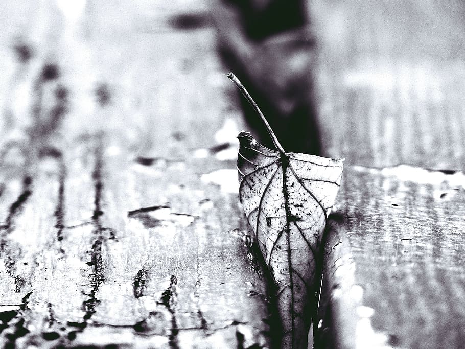 leaf, autumn, transience, fall foliage, nature, structure, bank HD wallpaper