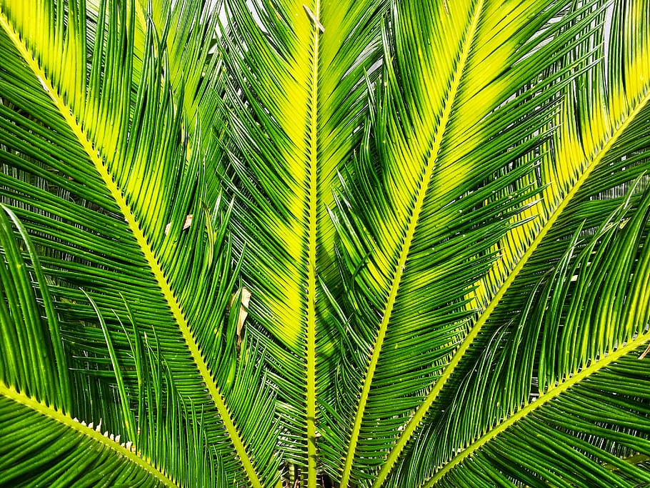 green sago palm tree, green palm tree, leaf, foliage, plant, green color HD wallpaper