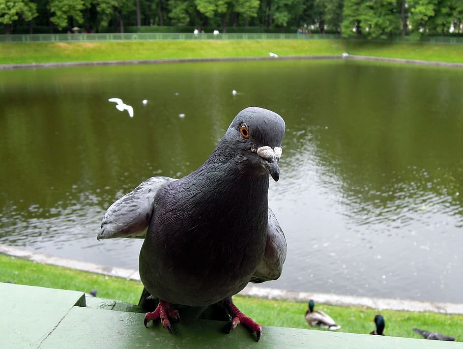 Dove, Views, Bird, View, Act, Animals, feathers, beautiful HD wallpaper