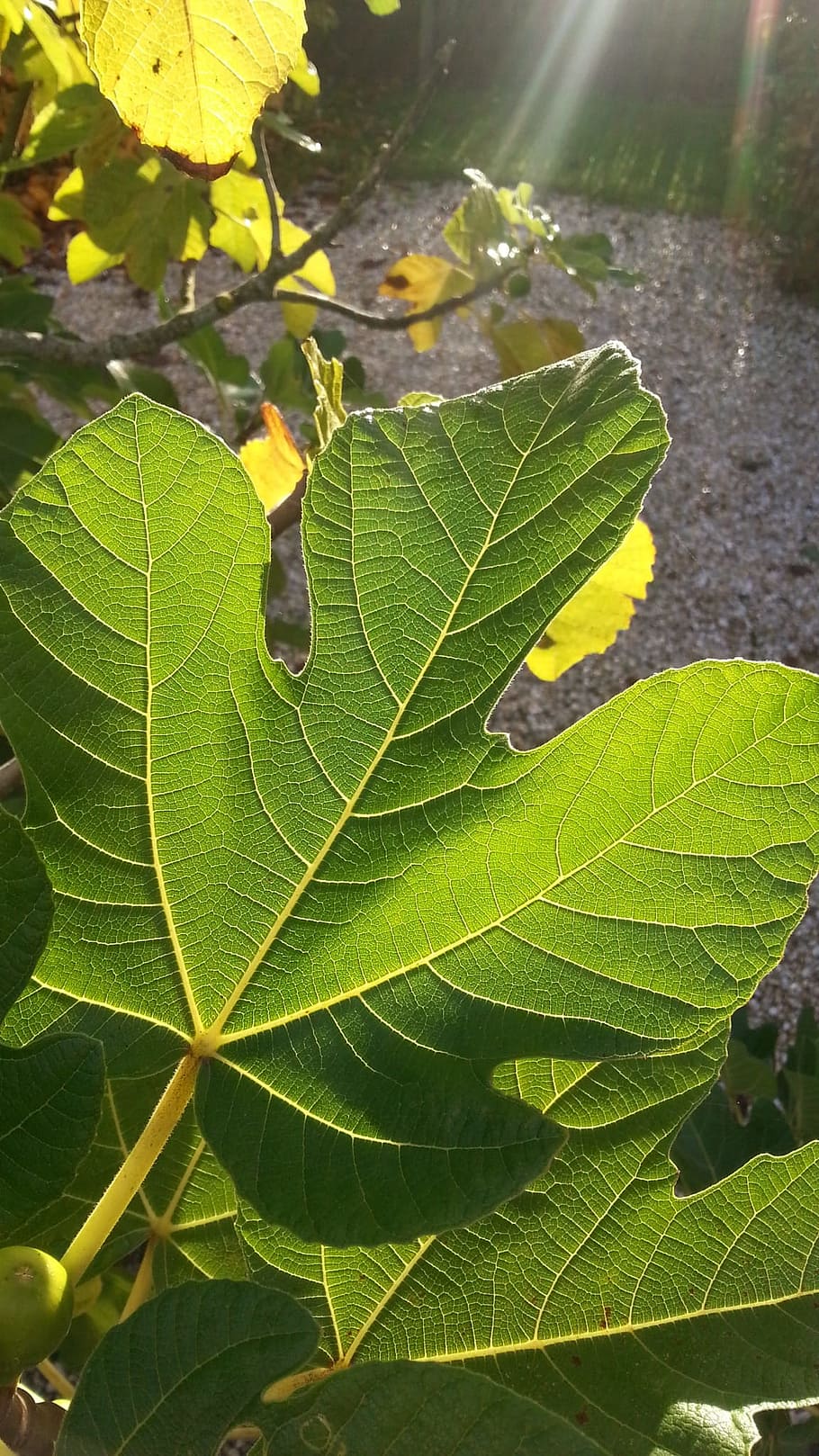 Spring, Leaf, Fig Tree, summer, backlighting, green color, day, HD wallpaper