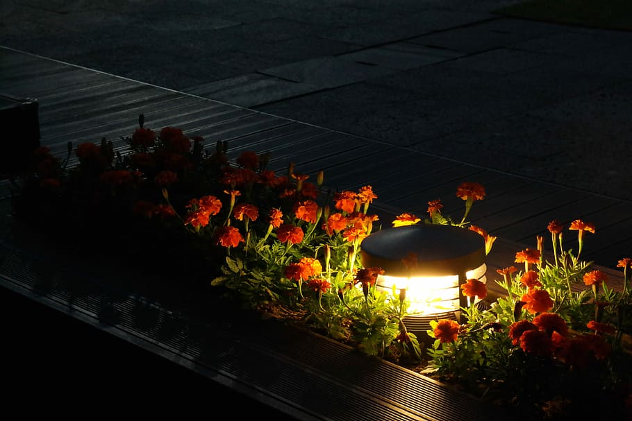 Night, Lighting, Flowers, illuminated, lantern, no people, outdoors HD wallpaper