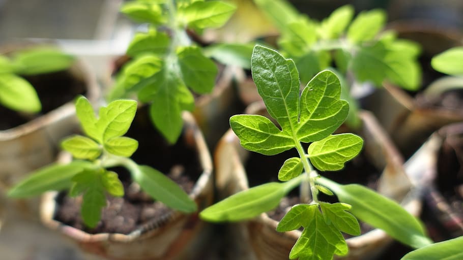shallow focus photo of green plants, seedling, tomatoes, leaf HD wallpaper