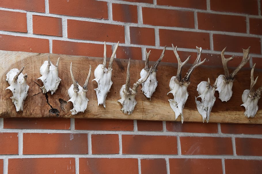 Hunter, Deer, Antlers, brick, wall - Building Feature, brick wall HD wallpaper