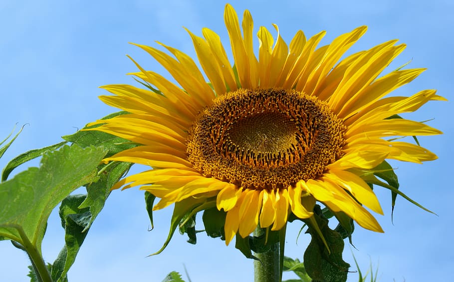 sun flower, summer, bright, bloom, flora, close, nature, decorative HD wallpaper