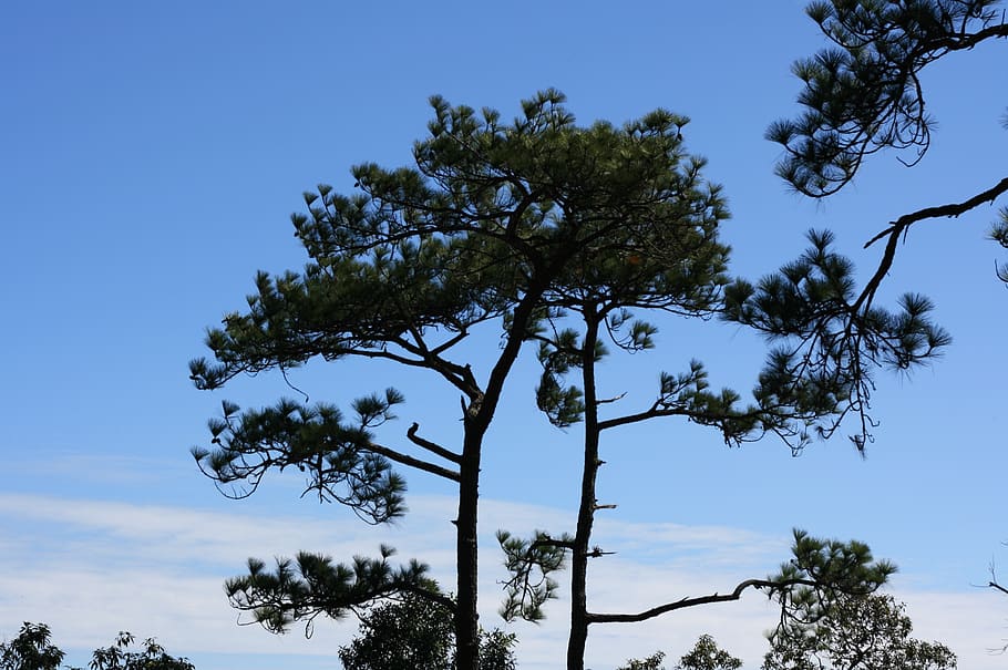 kradueng, cliff, sky, two pine, tree, plant, growth, low angle view HD wallpaper