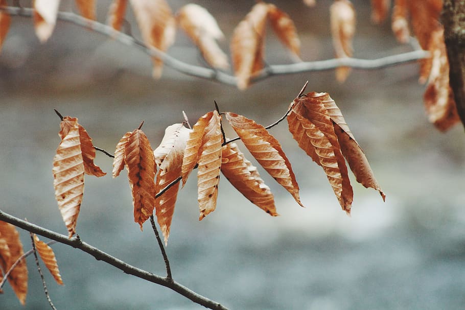 selective focus of brown leaves, close-up photo of brown leaves HD wallpaper