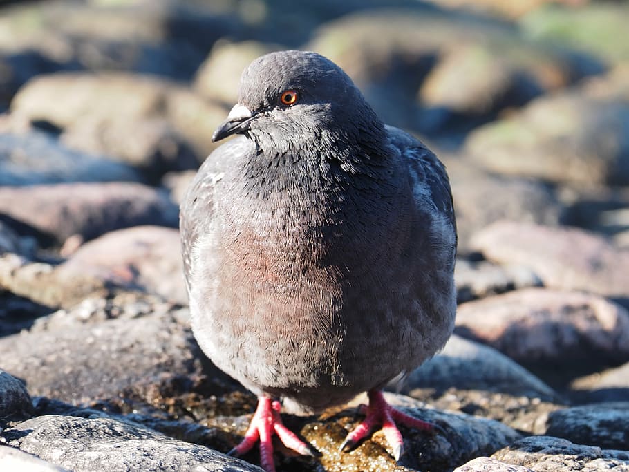bird, dove, drinking, nature, morning, stones, eye, looking HD wallpaper