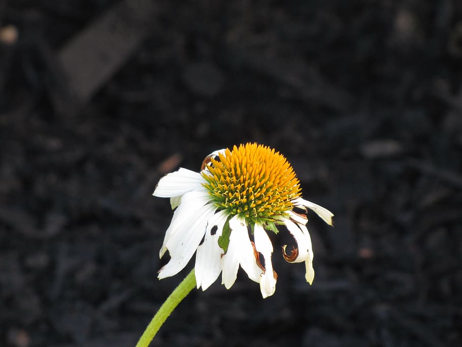 daisy, bloom, petals, single, flower, yellow, close-up, flowering plant HD wallpaper