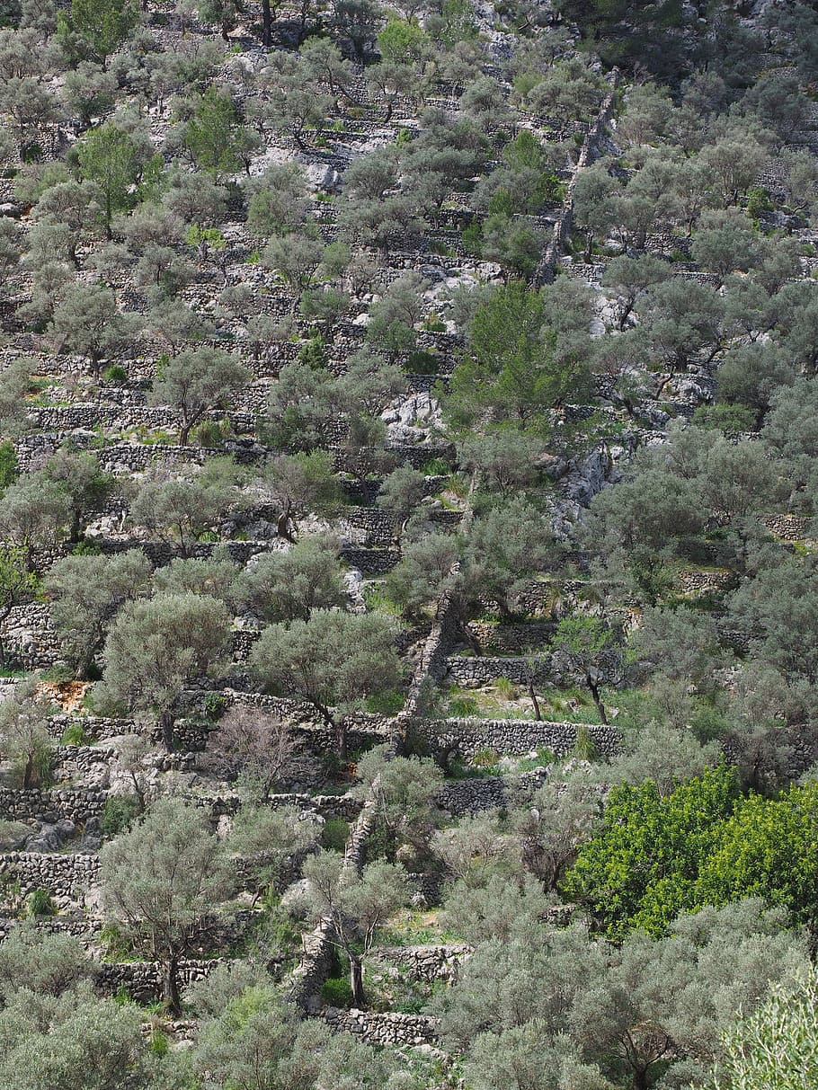 olive grove, mountainside, slope, hillside location, sunny, HD wallpaper