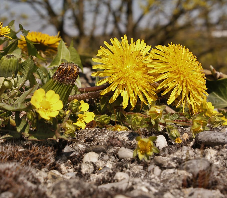barrenness, lonely, hateful, flower, flowering plant, yellow HD wallpaper