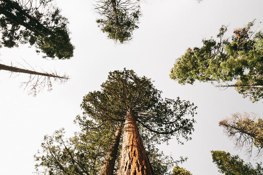 trees, branches, leaves, sky, plant, growth, nature, low angle view HD wallpaper