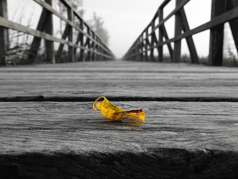 selective color photo of yellow leaf on wooden bridge, web HD wallpaper