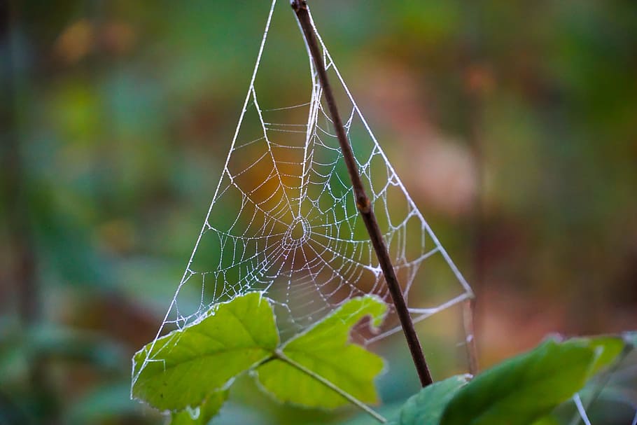 cobweb, dew, autumn, nature, network, morgentau, moist, fog, HD wallpaper