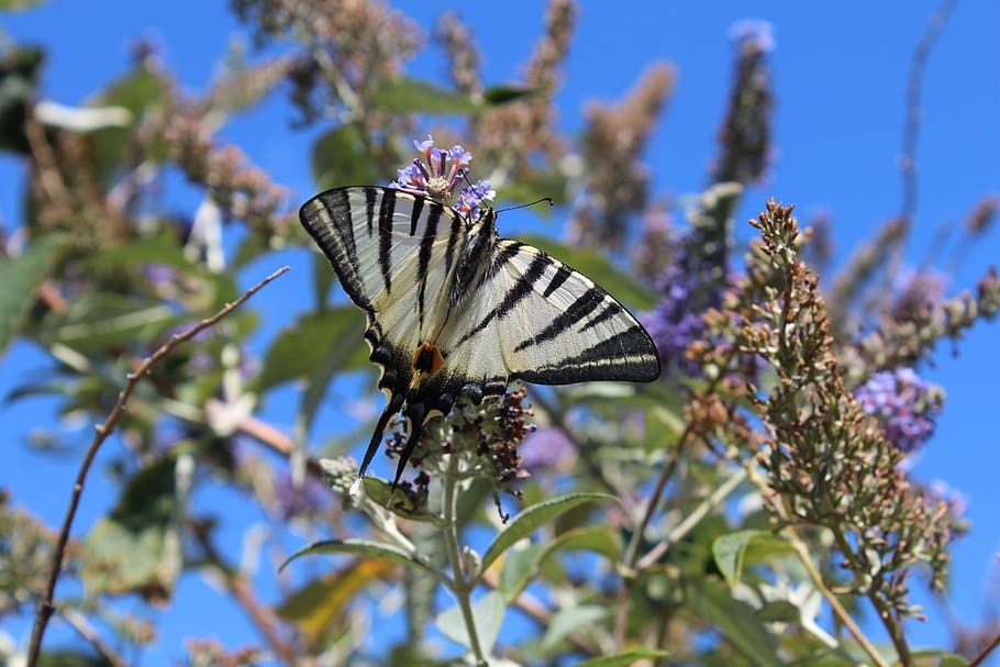 butterfly, nature, insect, plant, flower, beauty in nature HD wallpaper