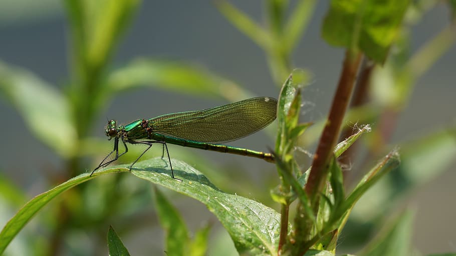 dragonfly, green on, leaf, animal themes, insect, invertebrate HD wallpaper