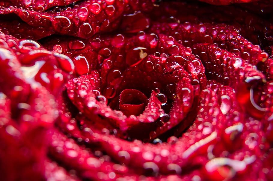 red, roses, flower, wet, petals, rain, water, freshness, close-up HD wallpaper