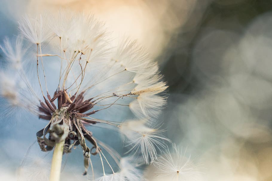photo of dandelion flowers, macro, blue, nature, winter, no people HD wallpaper