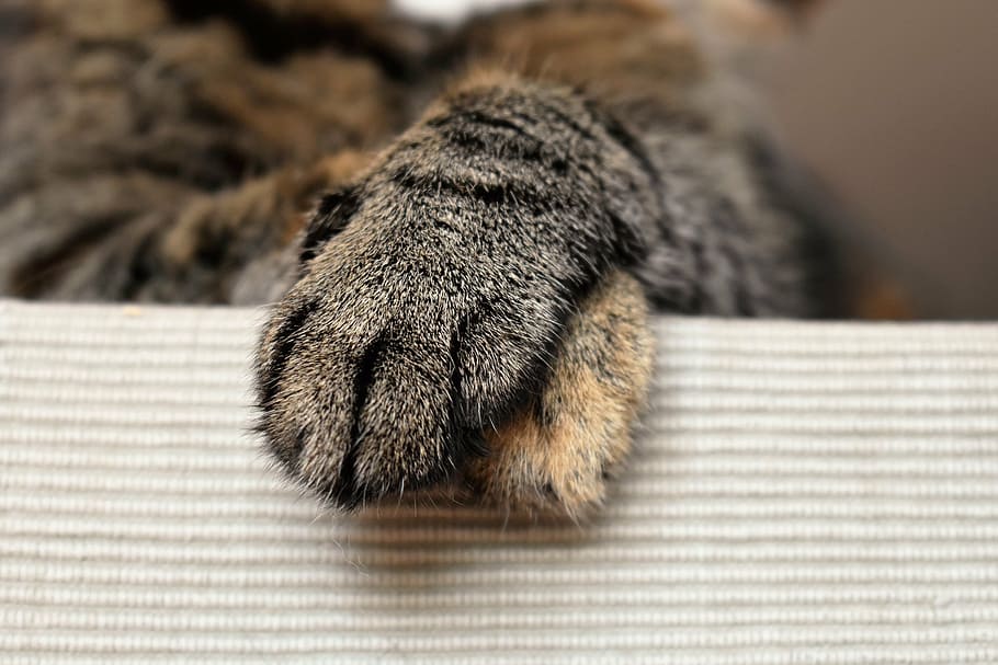 animal's paw, cats paws, animal paw, cat's paw, pet, paw print, HD wallpaper