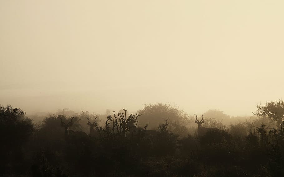 silhouette of deer with mist, morning, wildlife, game, animals, HD wallpaper