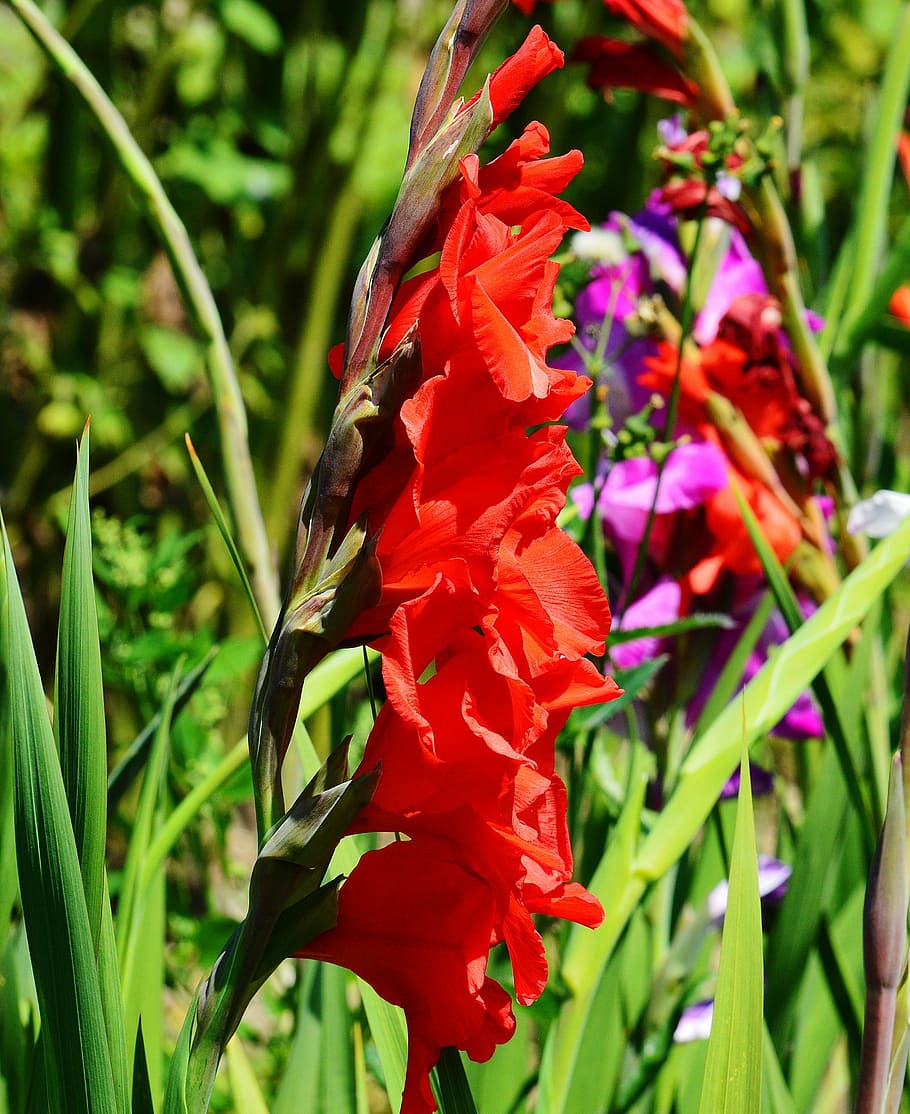gladiolus, red, summer, nature, flowers, grow, blossom, bloom, HD wallpaper