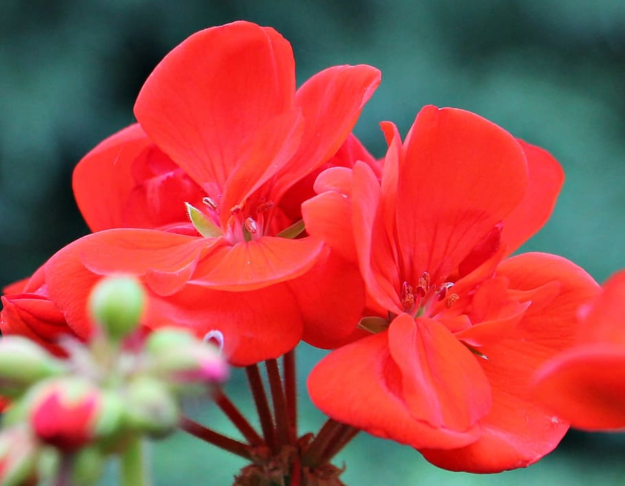 Geranium, Blossom, Bloom, Flower, red, plant, nature, garden HD wallpaper