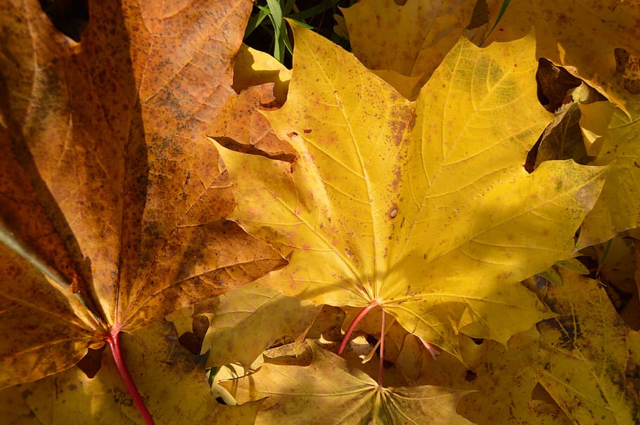 Horse, Autumn, Leaf, Clone, Yellow, earth, nature, dying, tint HD wallpaper