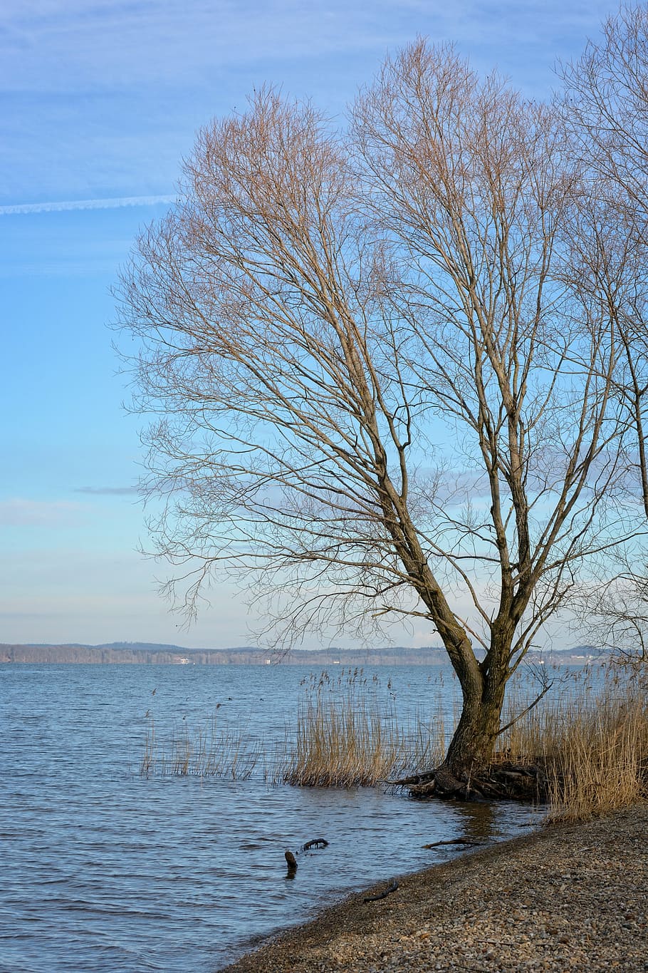 Каль г. Ветка березі. Фото озеро с деревом на берегу. Озеро холодок. Фото липовое дерево зимой.