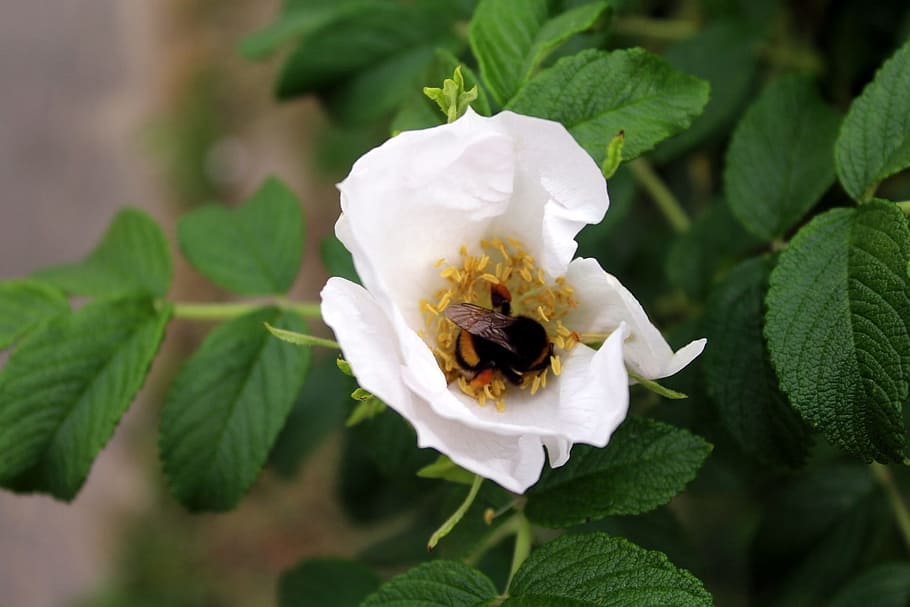 bee, flower, pollen, insect, summer, garden, closeup, plant HD wallpaper