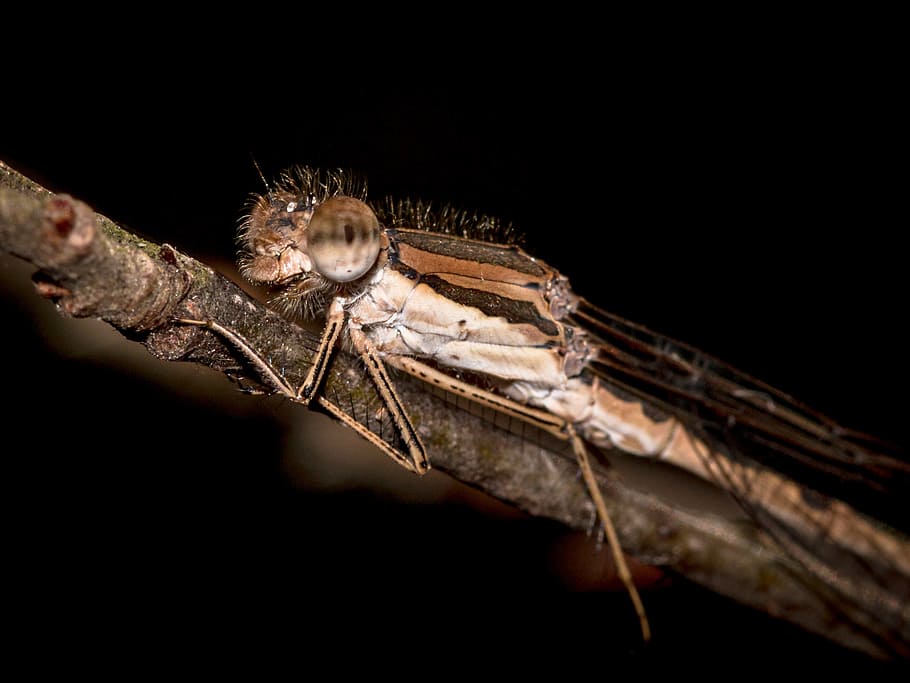 dragonfly, hawker, insect, close, nature, macro, flight insect HD wallpaper
