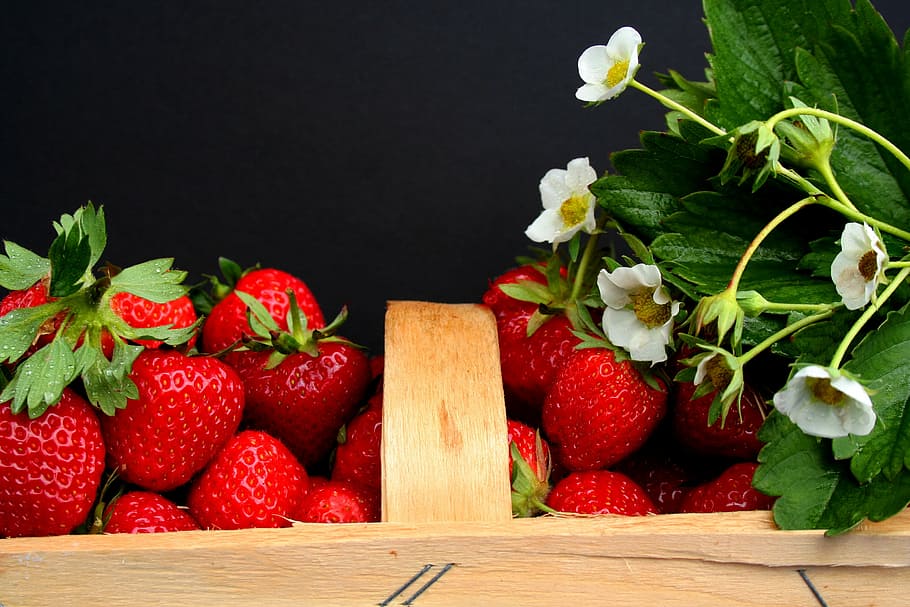 red strawberries, harvest time, field, strawberry field, fruit