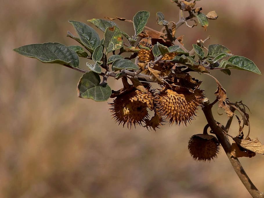 chestnut, dry, seeds, tree, branch, autumn, brown, nature, fruit HD wallpaper