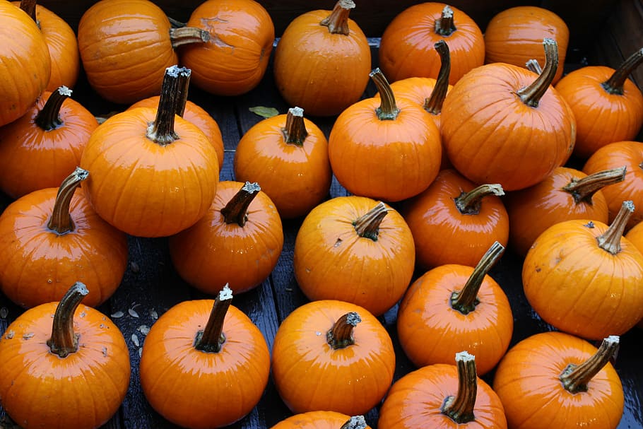 fall, pumpkin, harvest, food, food and drink, orange color HD wallpaper